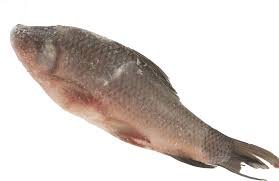 Frozen Rohu Fish